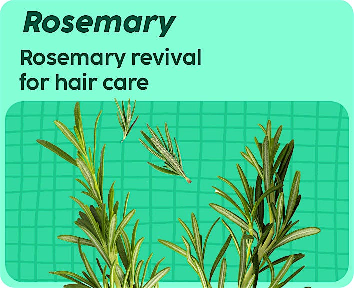 Rosemary Range